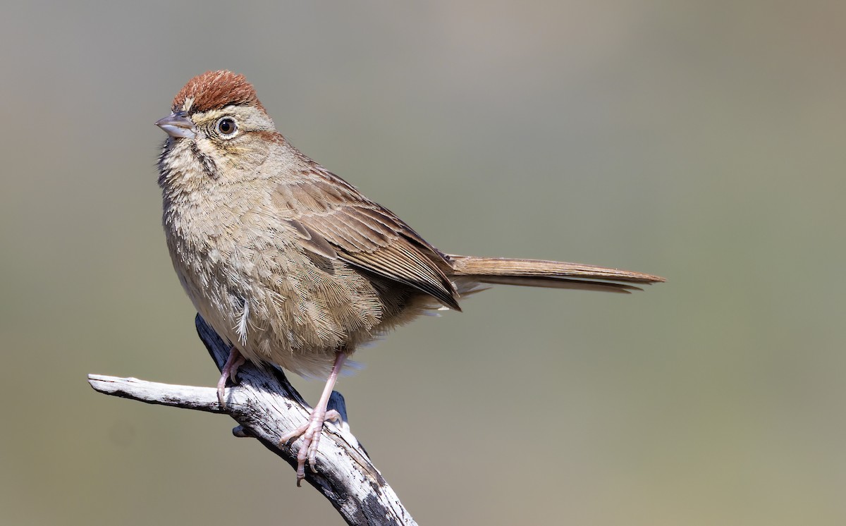 Rufous-crowned Sparrow - ML547885231