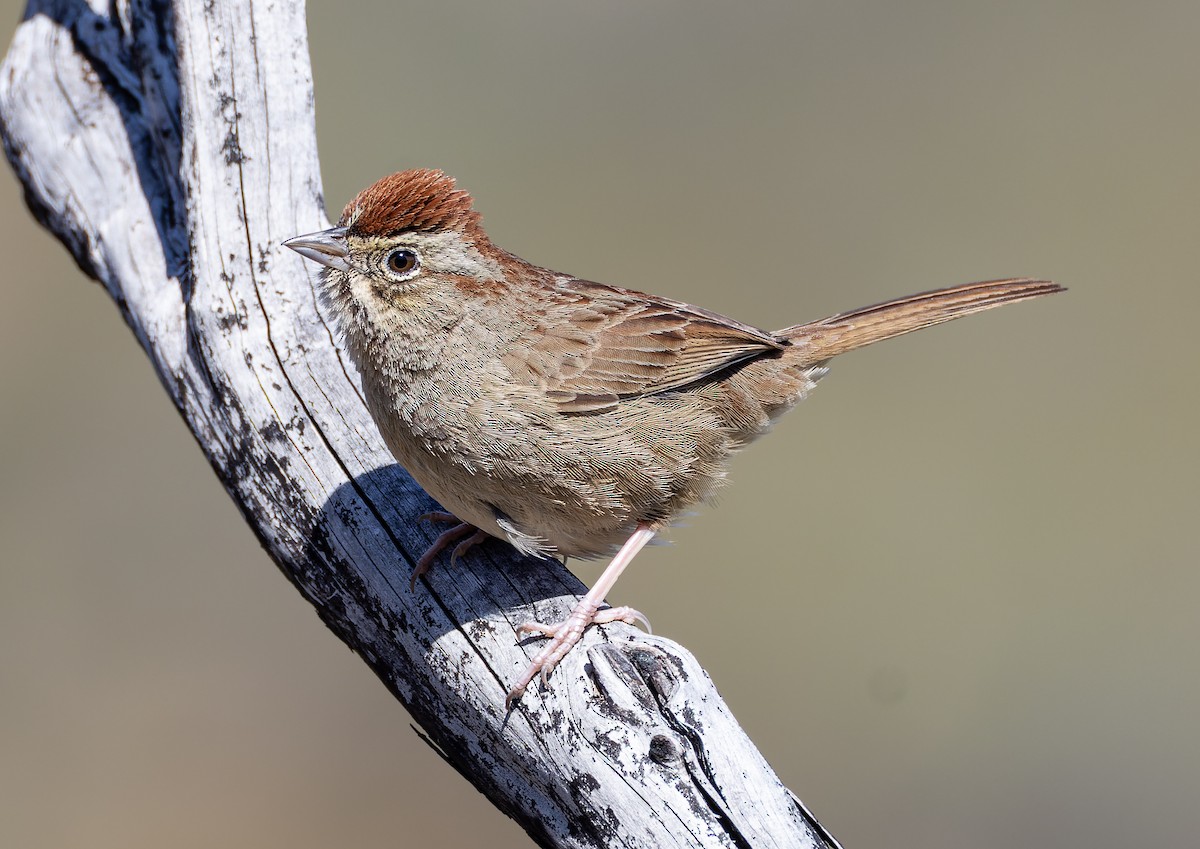 Rufous-crowned Sparrow - ML547885241