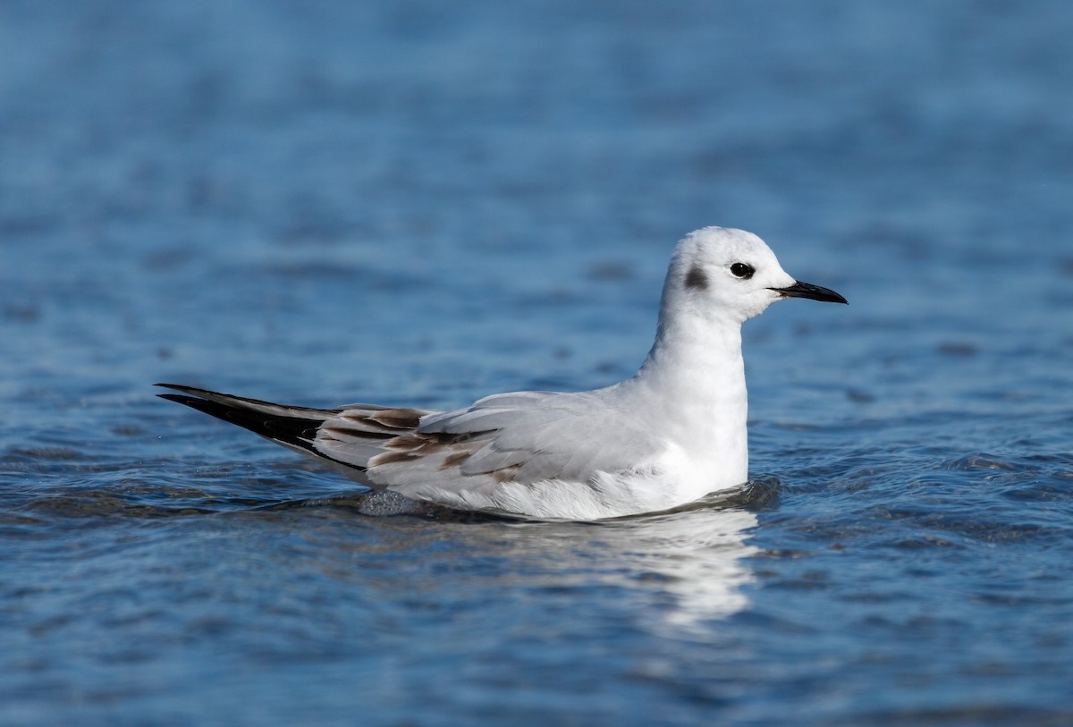 Bonaparte's Gull - Matt Kaiser