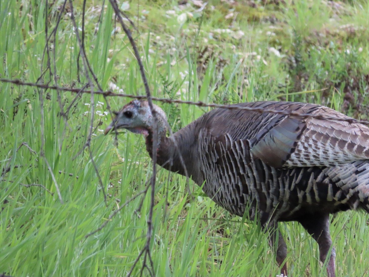 Wild Turkey - George Chrisman