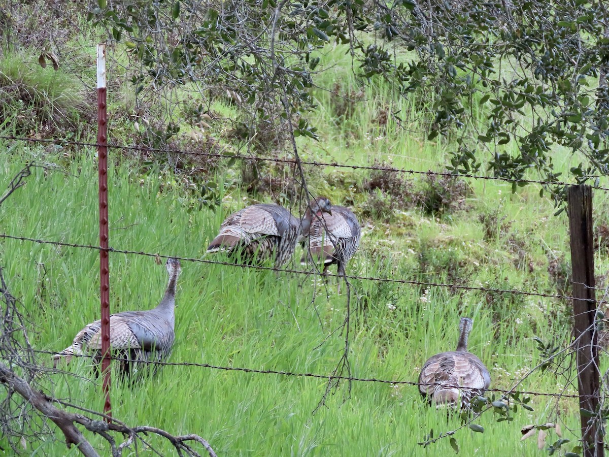 Wild Turkey - George Chrisman