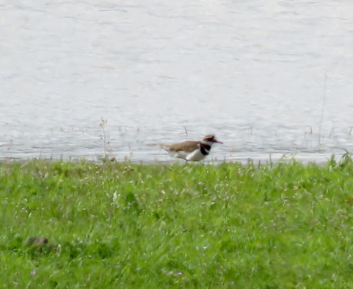 Killdeer - George Chrisman