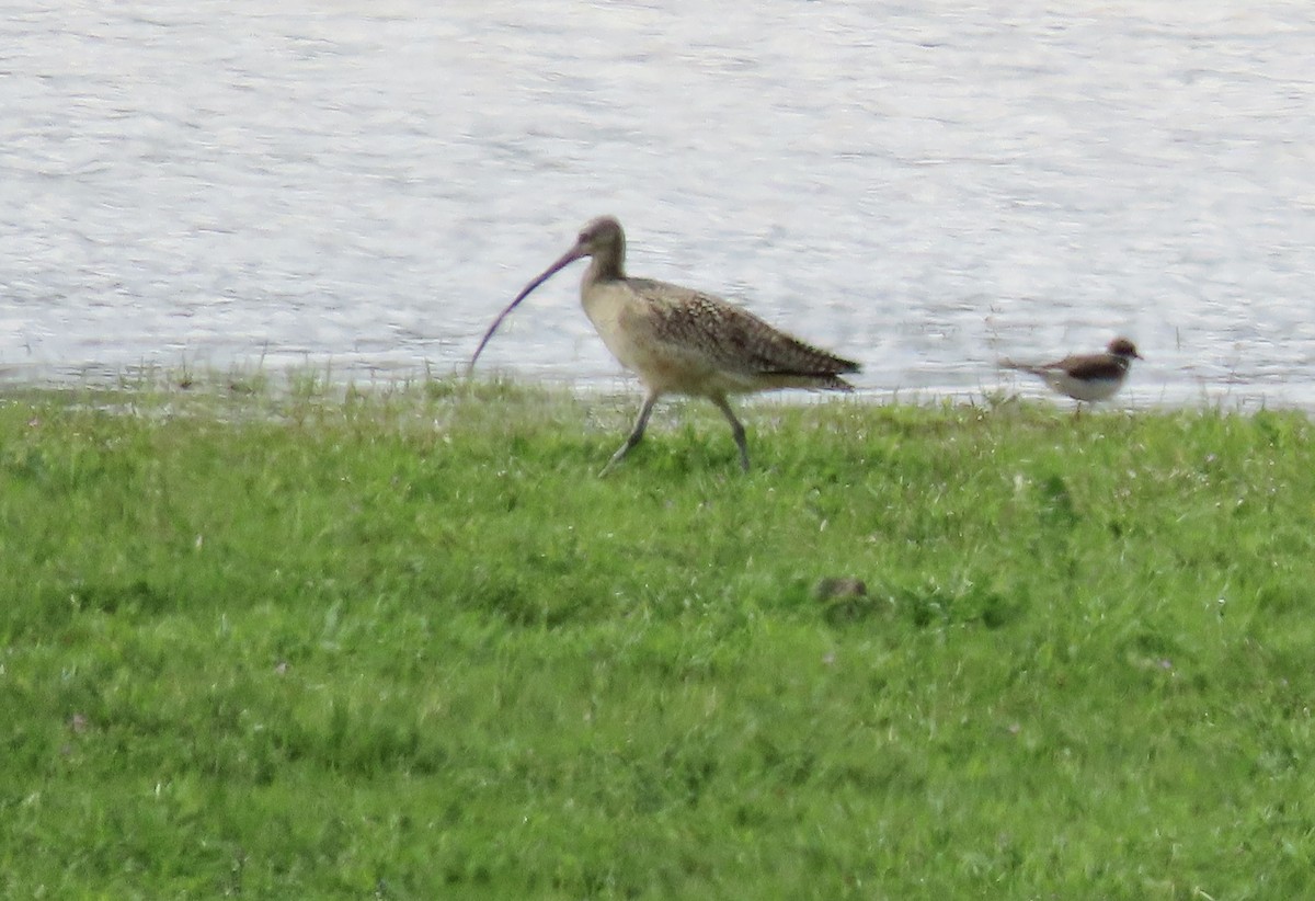 Long-billed Curlew - George Chrisman