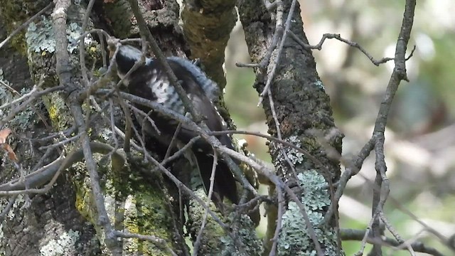 Strickland's Woodpecker - ML547889001