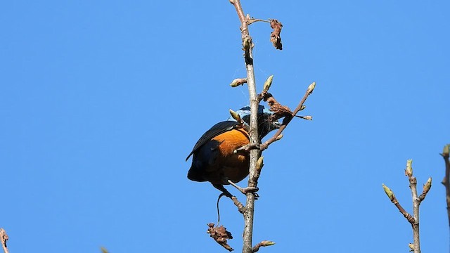 Elegant Euphonia - ML547889641