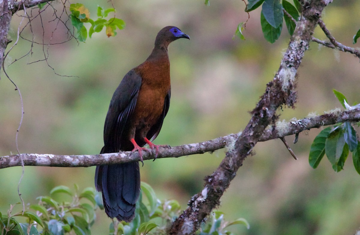 Sickle-winged Guan - ML547890231