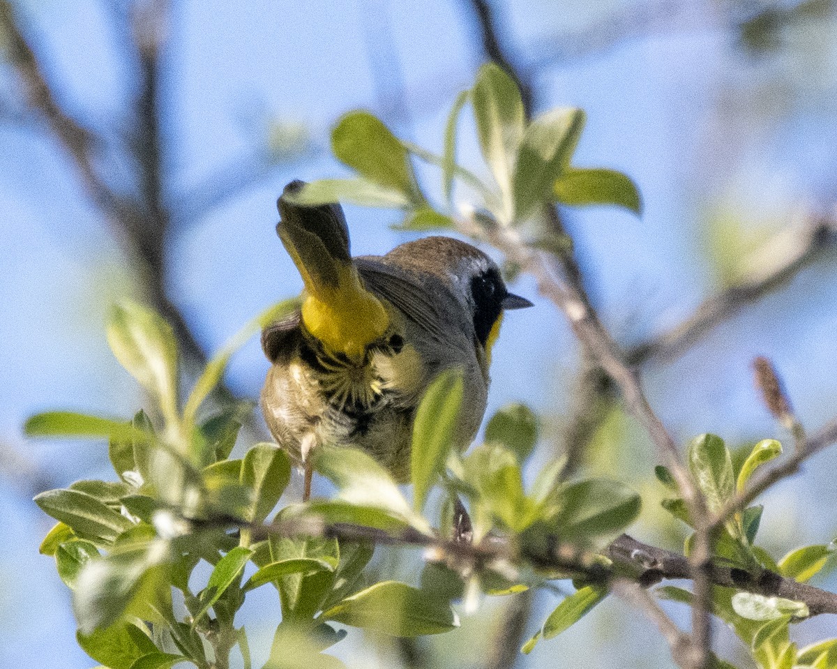 Common Yellowthroat - ML547893701