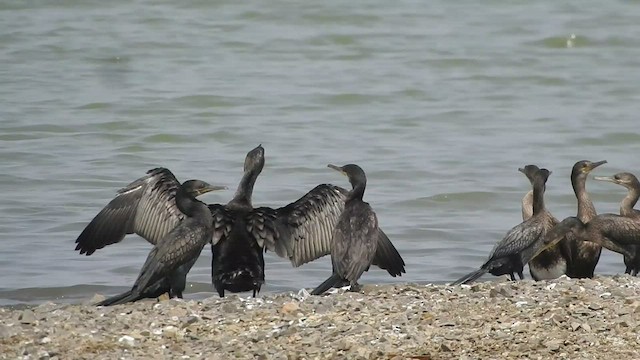 Indian Cormorant - ML547893841