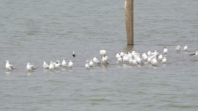 Brown-headed Gull - ML547893931