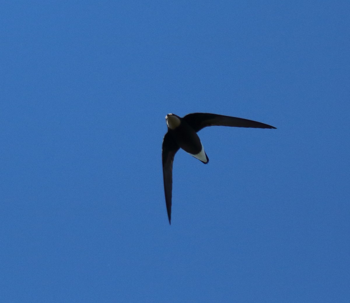 White-throated Needletail - ML547896661