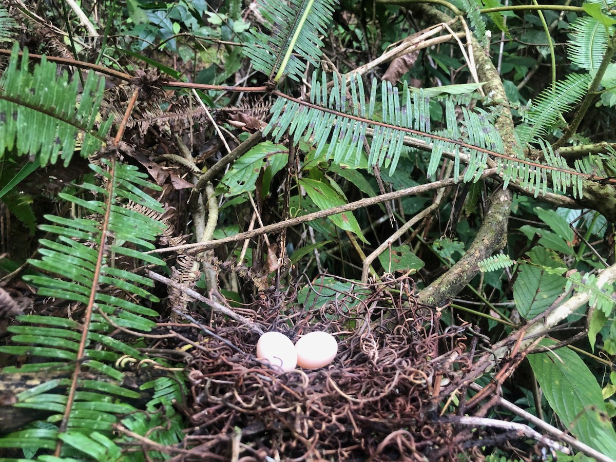 Palomita Esmeralda Cabecigrís - ML547897331