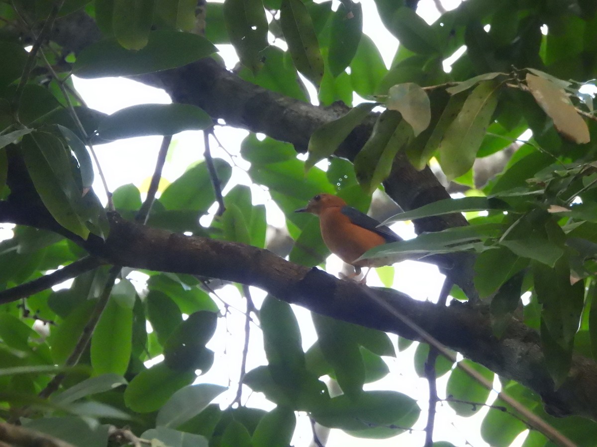 Orange-headed Thrush (Plain-winged) - ML547897751