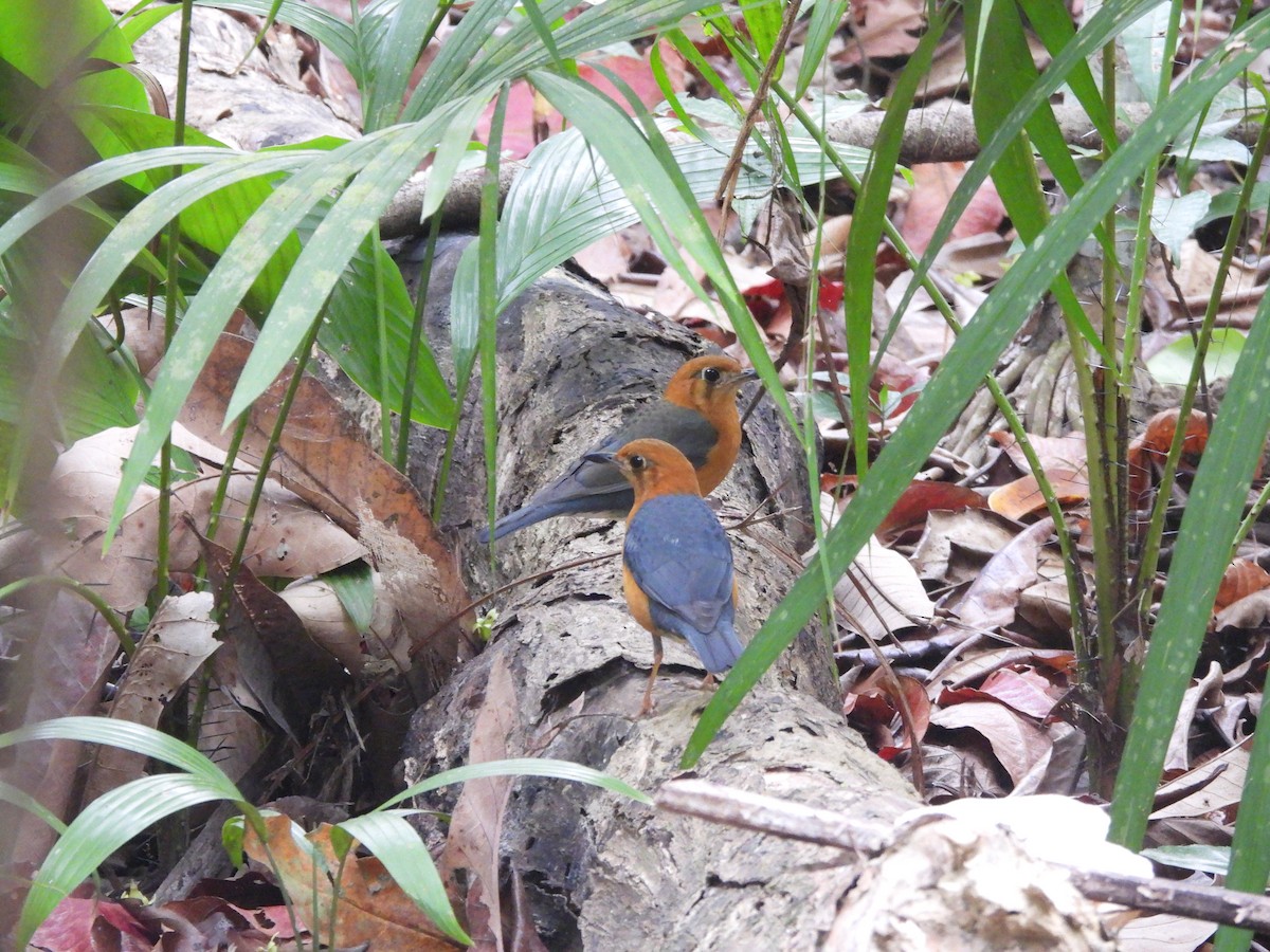 オレンジジツグミ（albogularis／andamanensis） - ML547897801