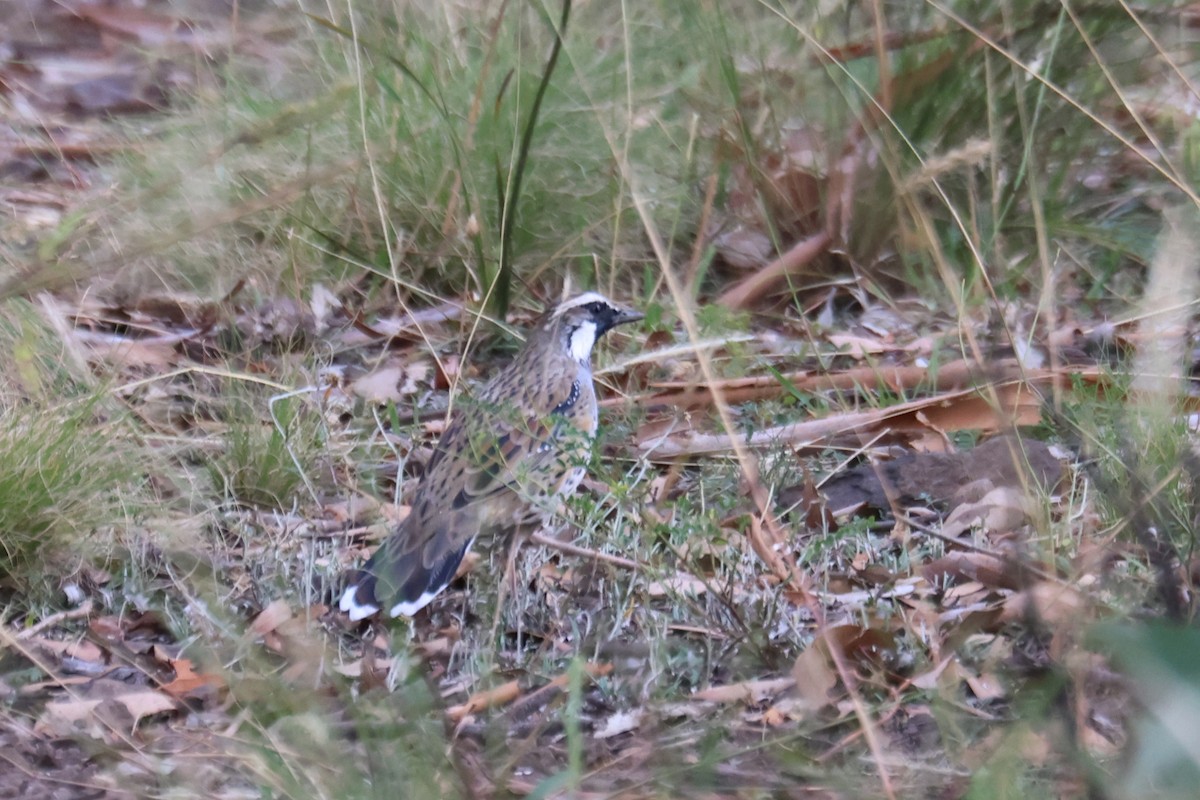 Spotted Quail-thrush - ML547897951