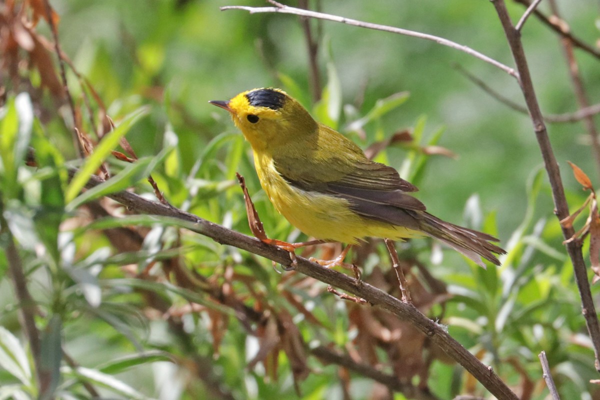 Wilson's Warbler - ML547898121