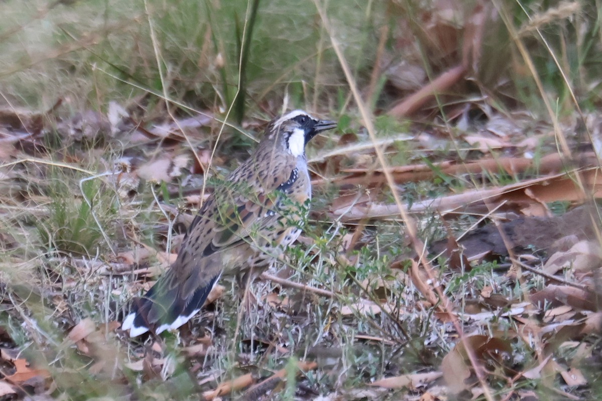 Spotted Quail-thrush - ML547898181