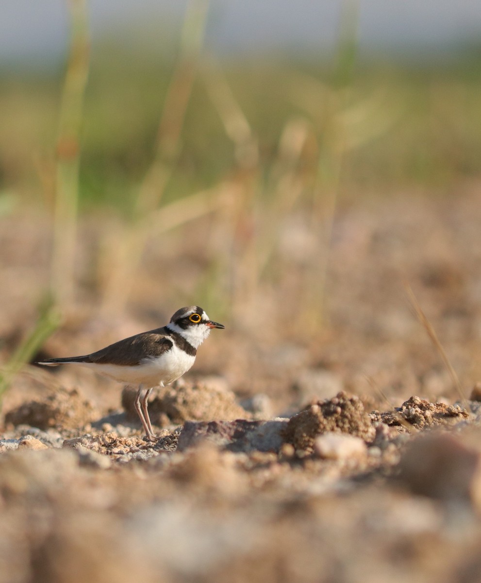 Little Ringed Plover - ML547898211