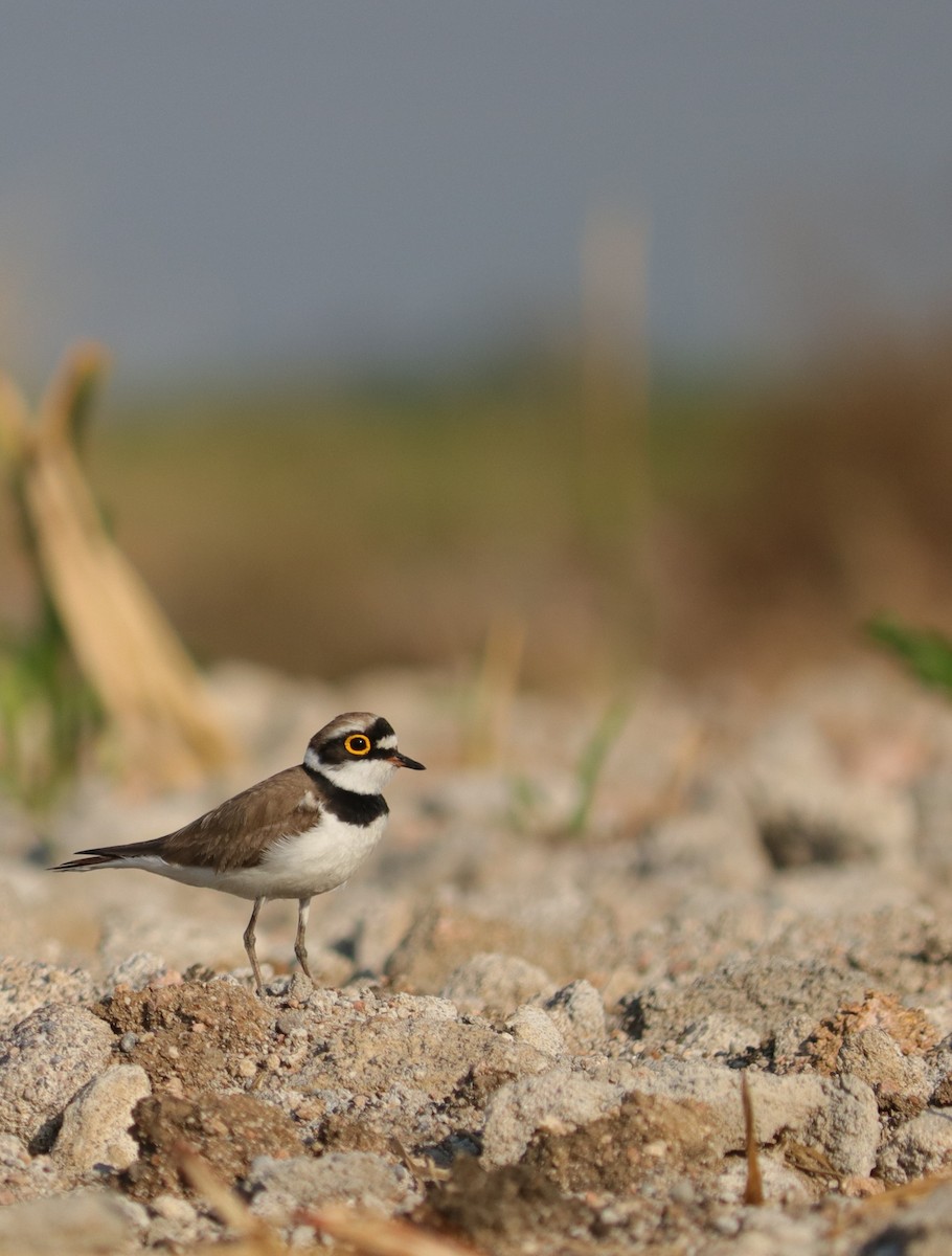 Little Ringed Plover - ML547898221