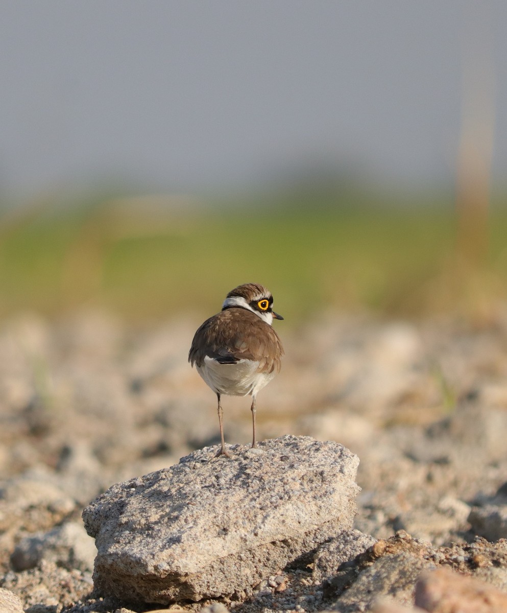 Little Ringed Plover - ML547898231