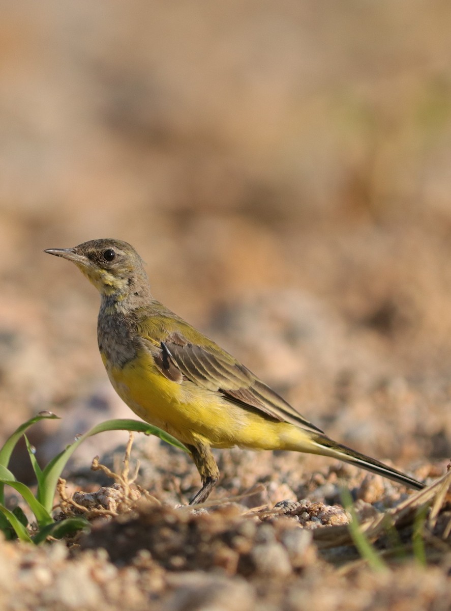 Western Yellow Wagtail - ML547898271