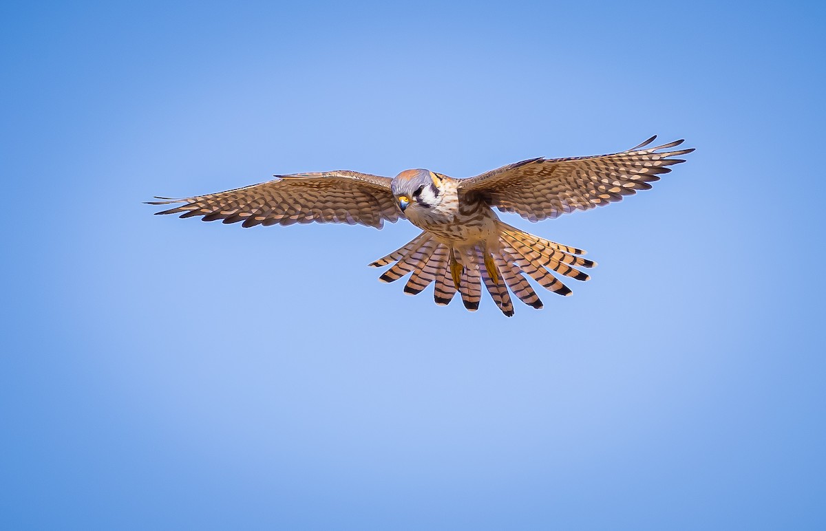 American Kestrel - ML547899871