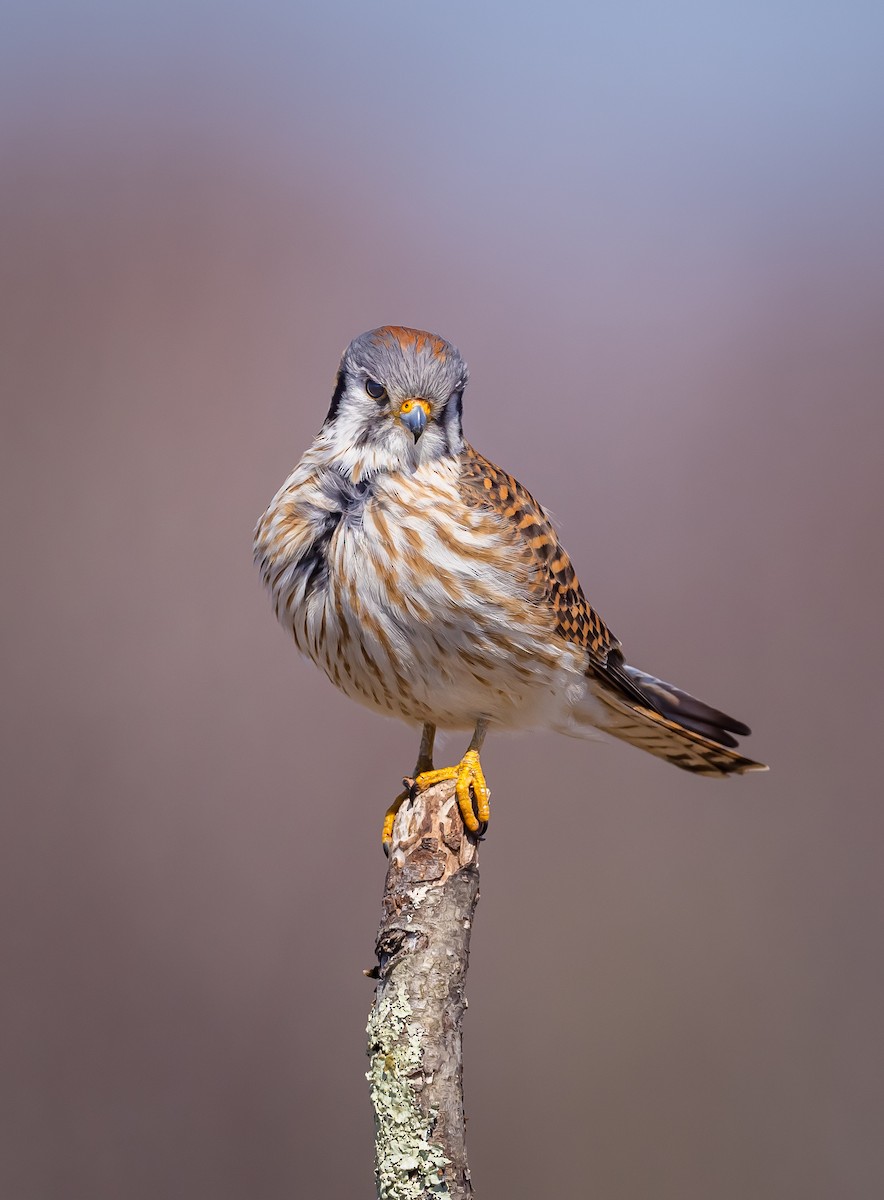 American Kestrel - ML547899881