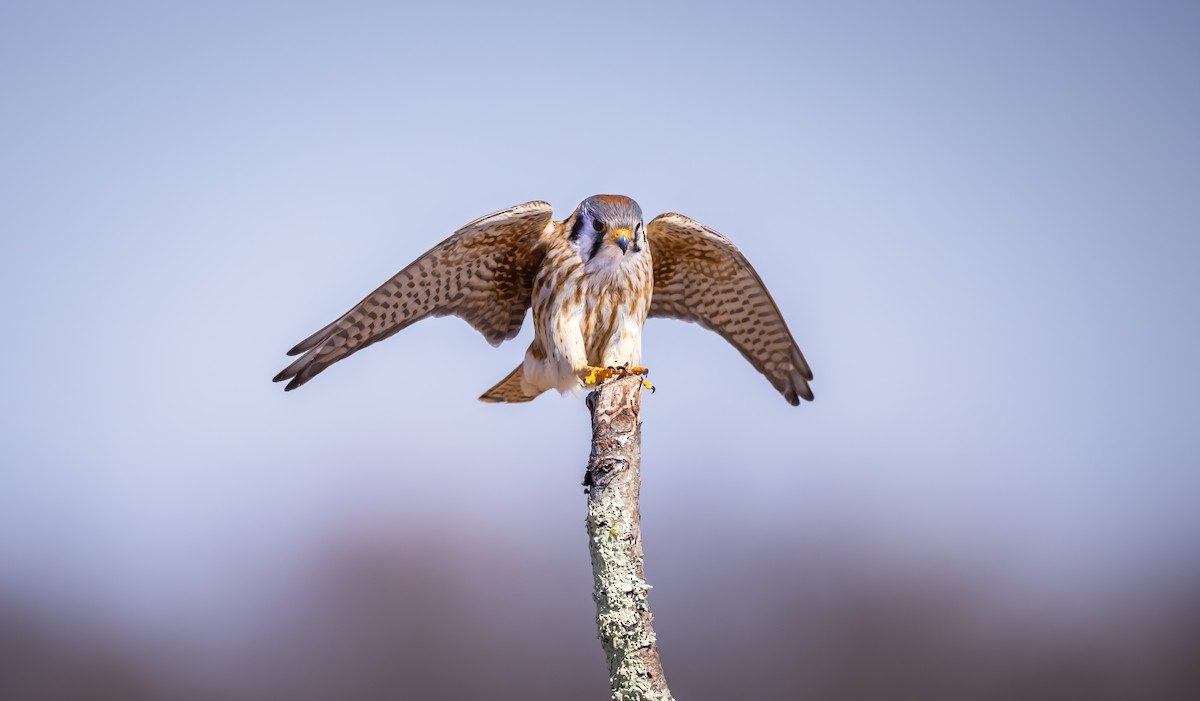 American Kestrel - ML547899891