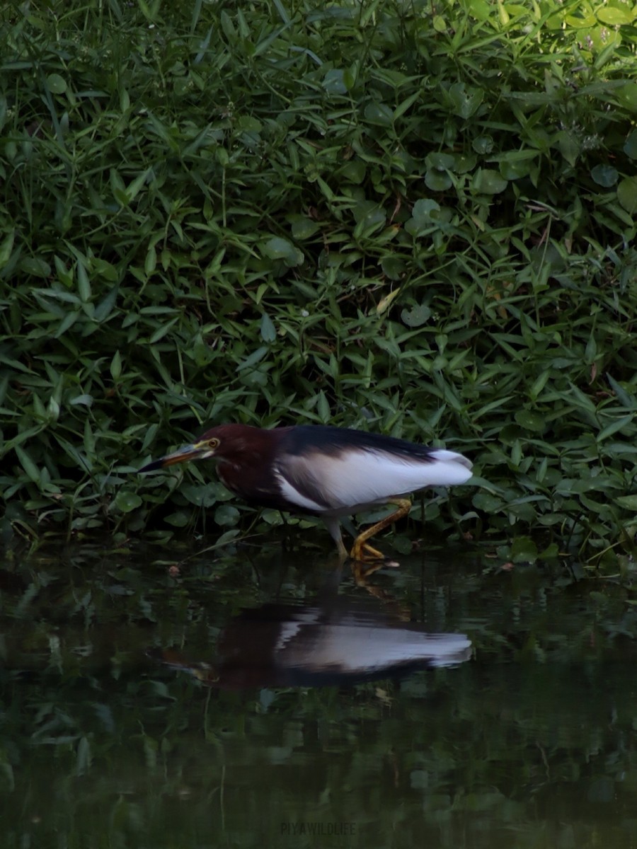 Chinese Pond-Heron - ML547900111