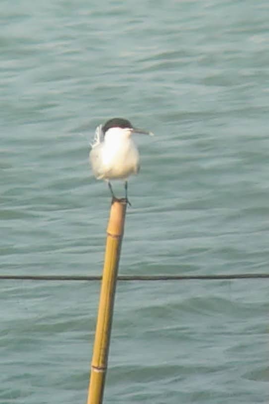 Sandwich Tern - ML547902051