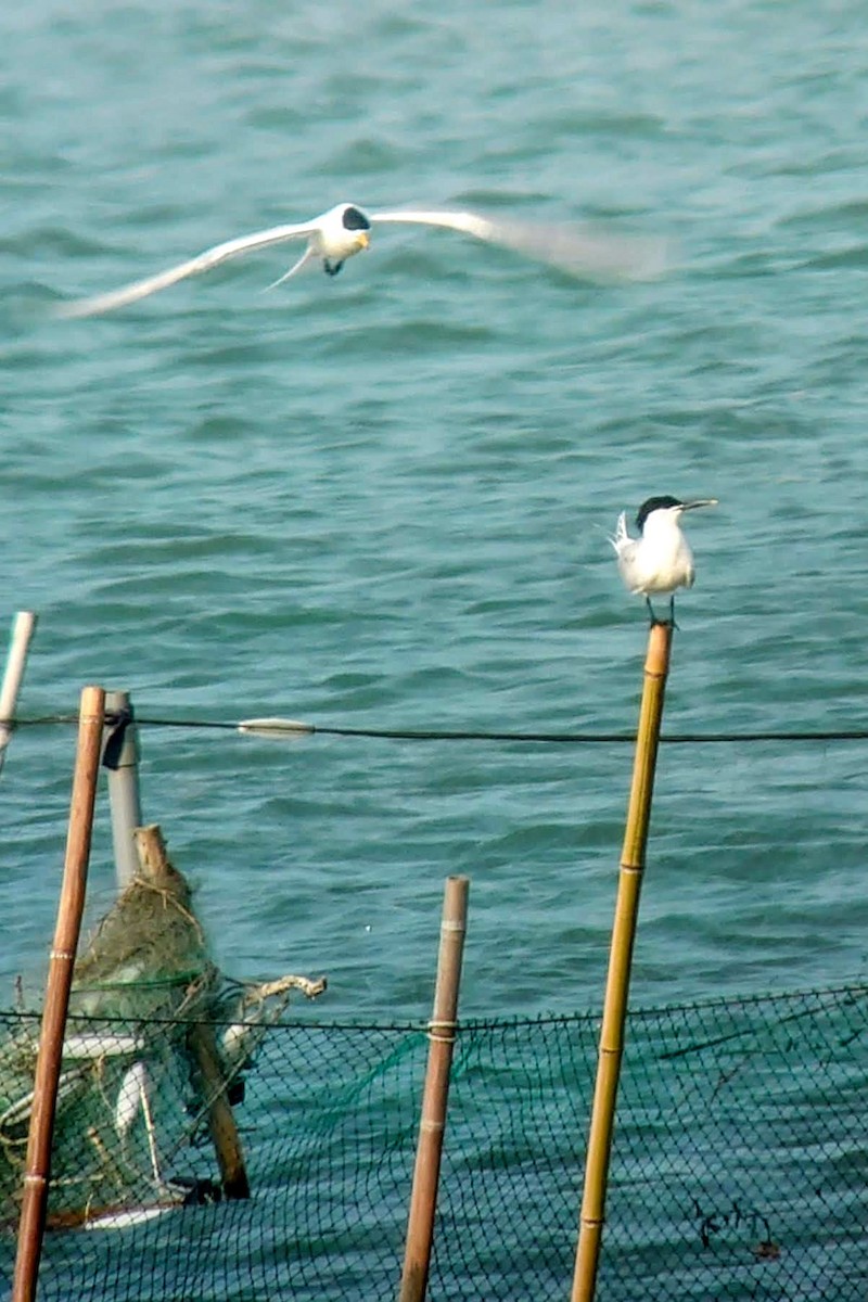 Sandwich Tern - ML547902061