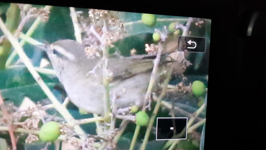 Tytler's Leaf Warbler - Anonymous
