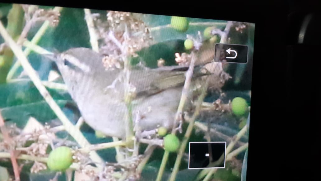 Mosquitero de Tytler - ML547902681