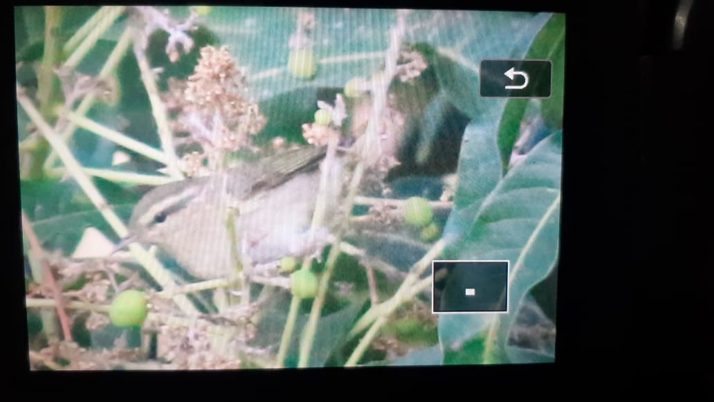 Mosquitero de Tytler - ML547902731