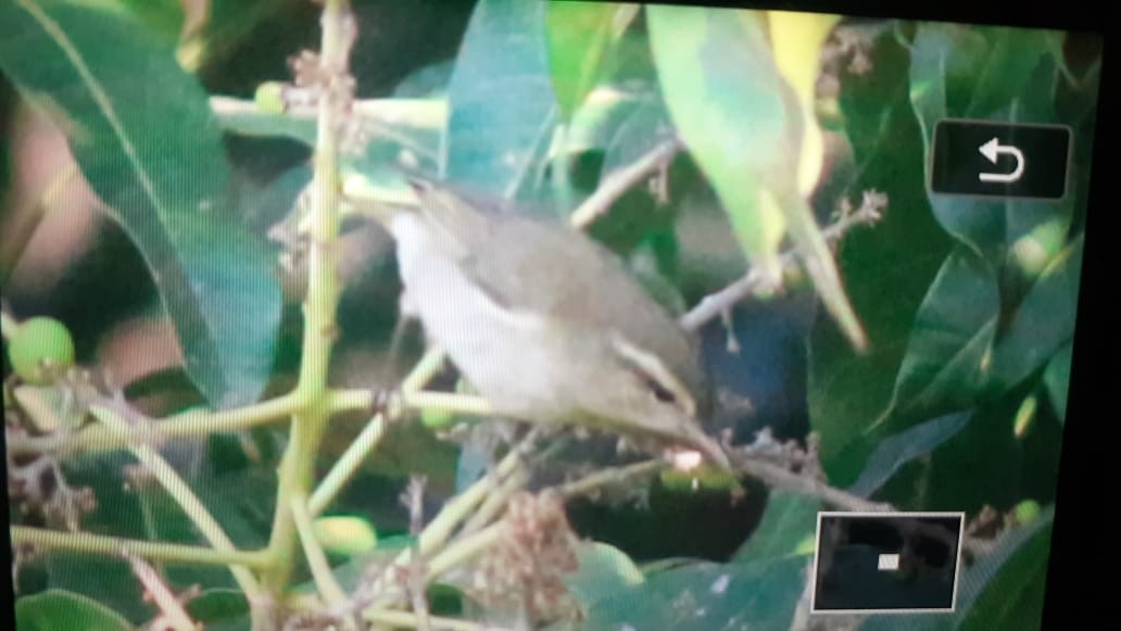 Tytler's Leaf Warbler - ML547902751