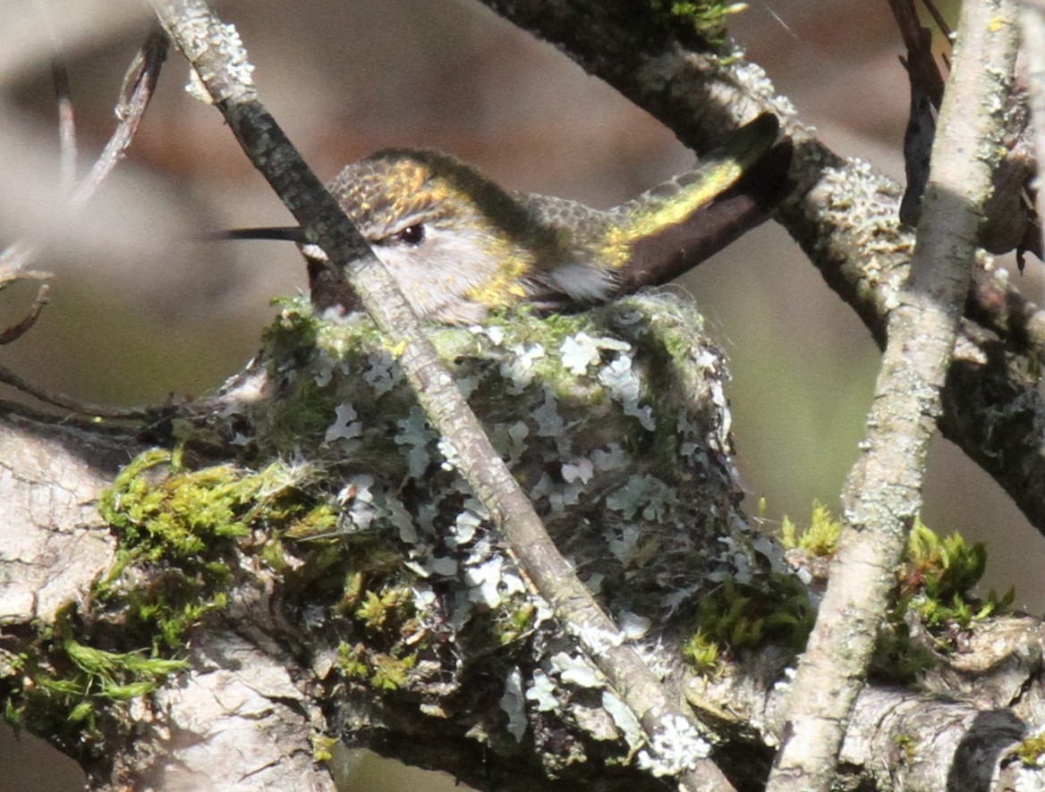 Anna's Hummingbird - Daniel Donnecke