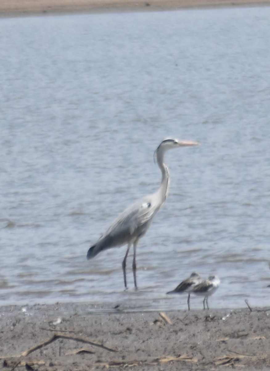 Gray Heron - ML547904951