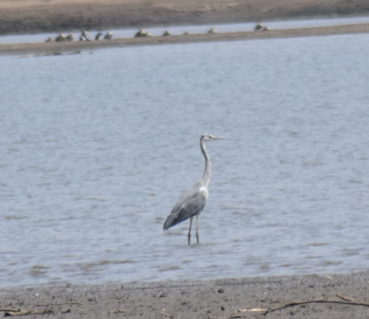 Gray Heron - ML547904961