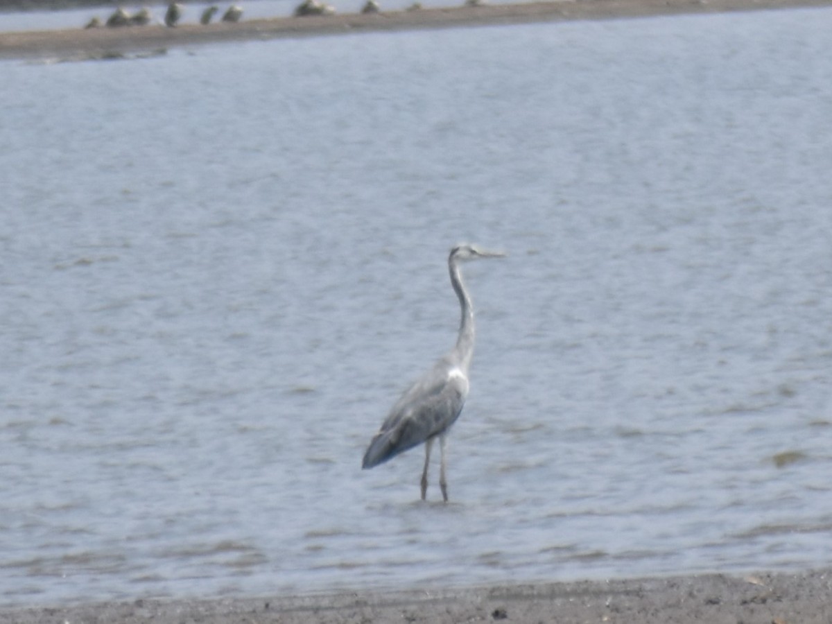 Gray Heron - ML547904971