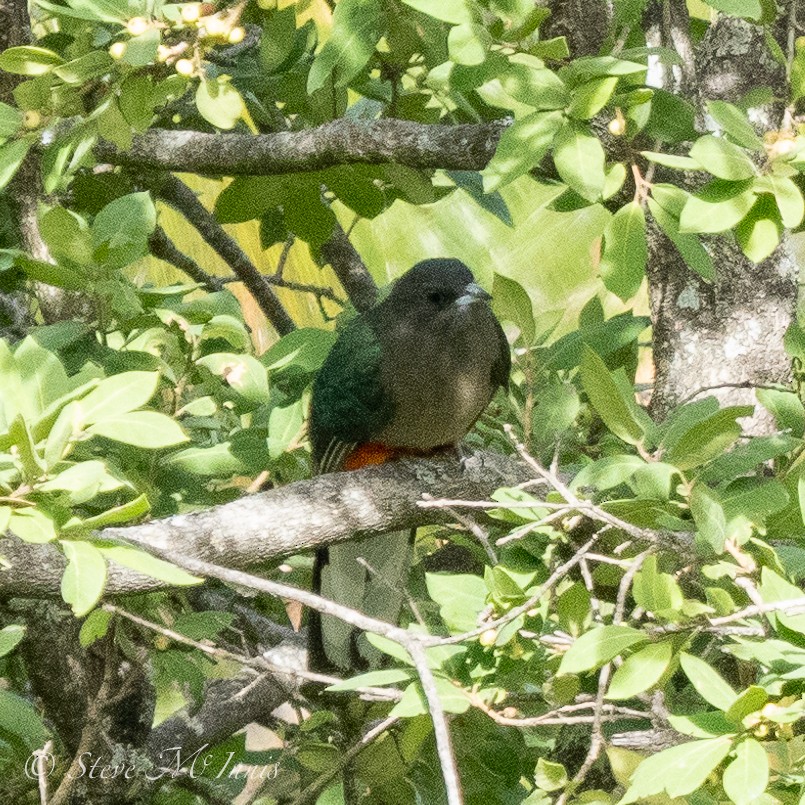 Eared Quetzal - Steve McInnis