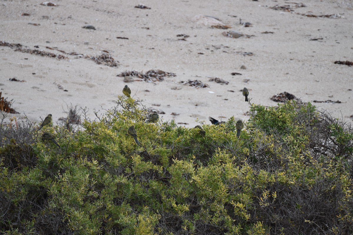 Rock Parrot - ML547907791