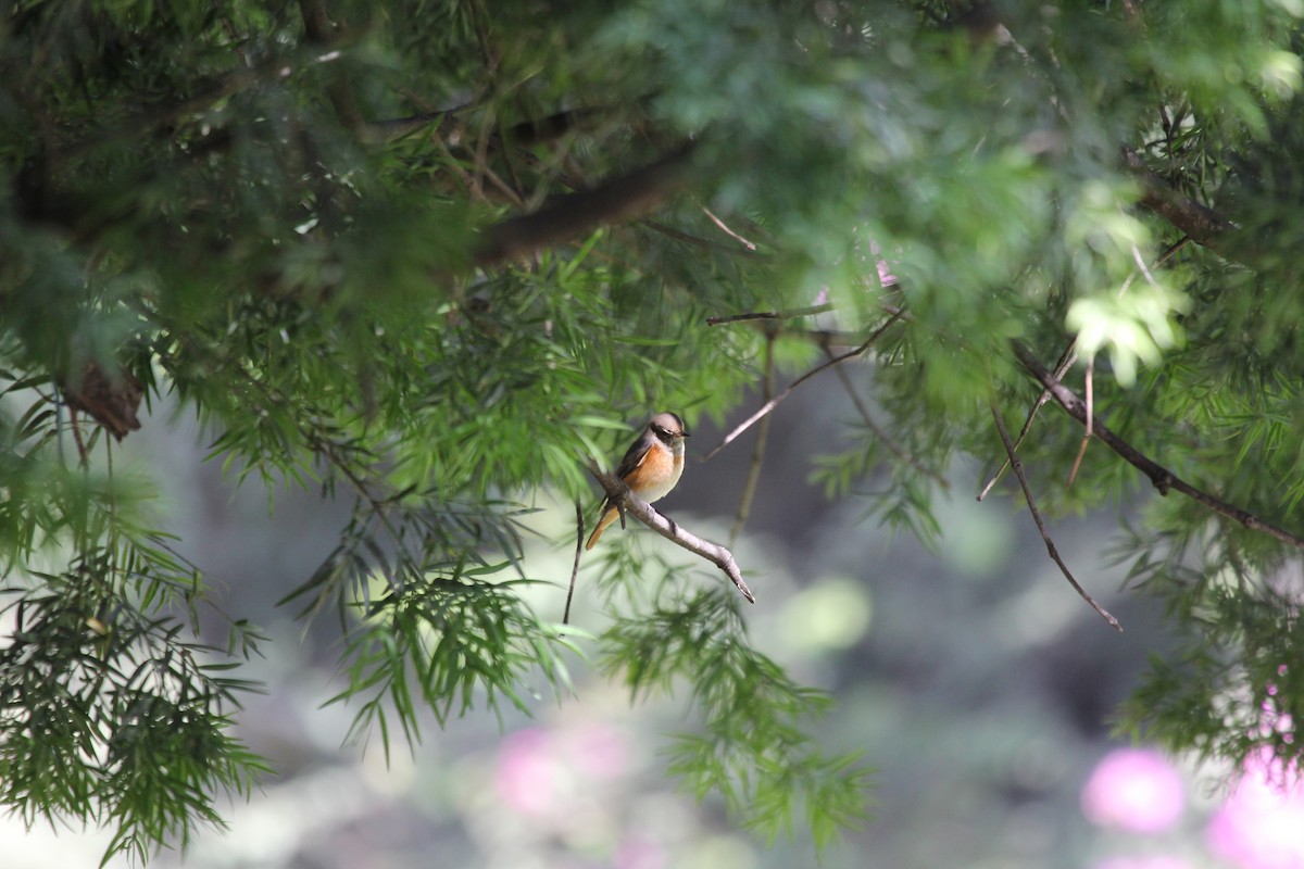 Little Rock-Thrush - ML547907841