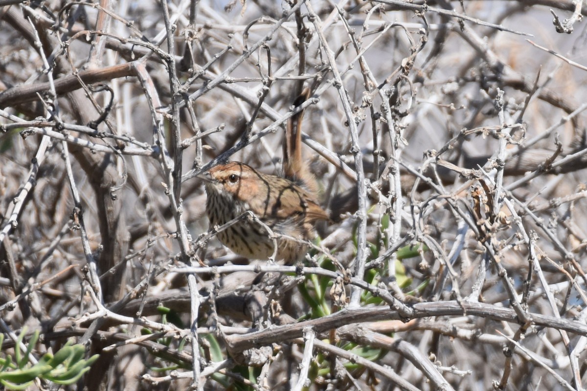 Rufous Fieldwren - ML547907861