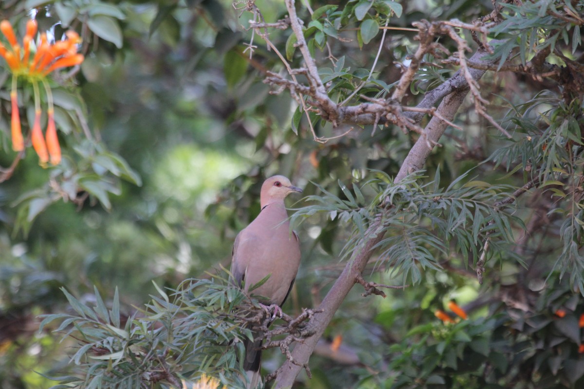 Red-eyed Dove - ML547908421
