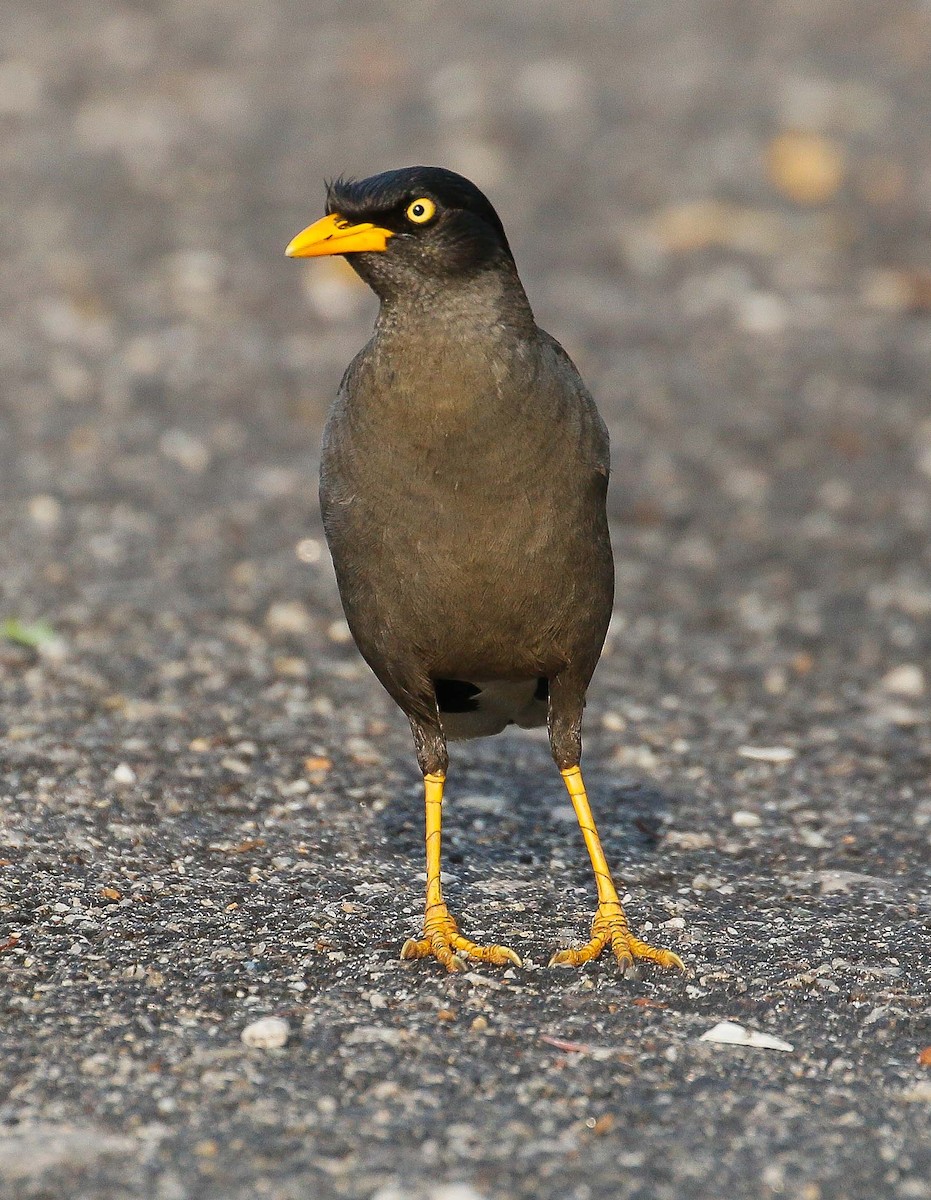 Javan Myna - Neoh Hor Kee