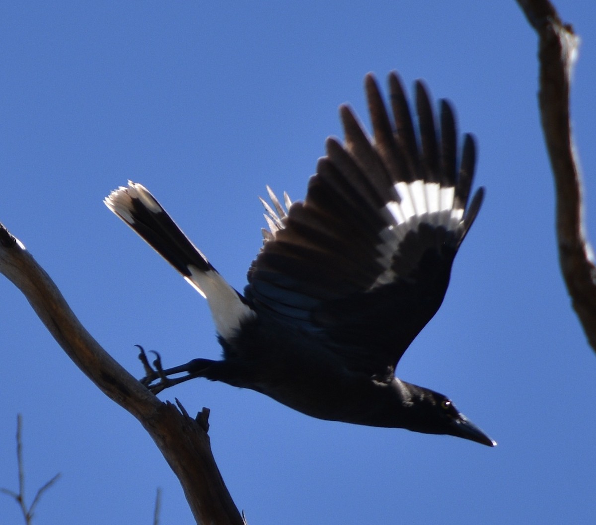 Pied Currawong - ML54791001