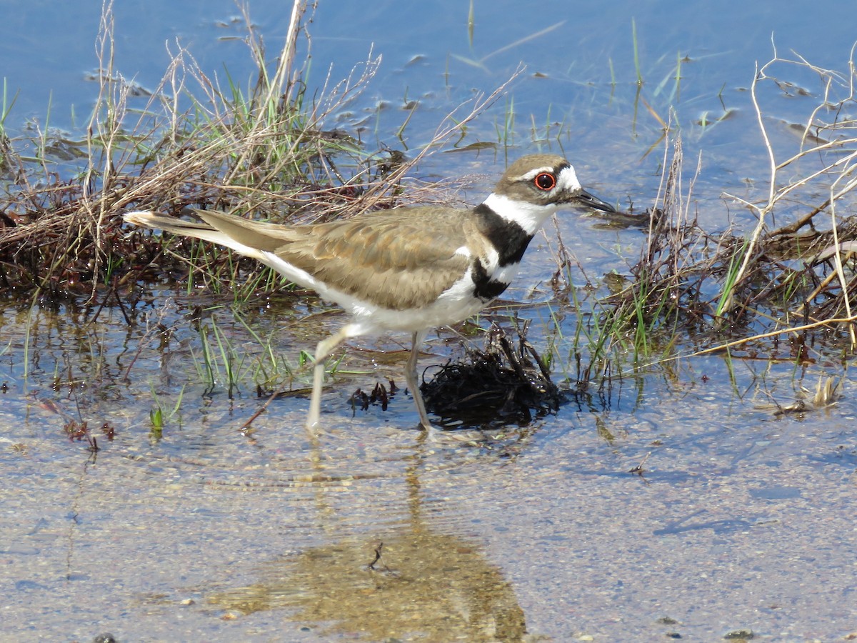 Killdeer - ML54791011