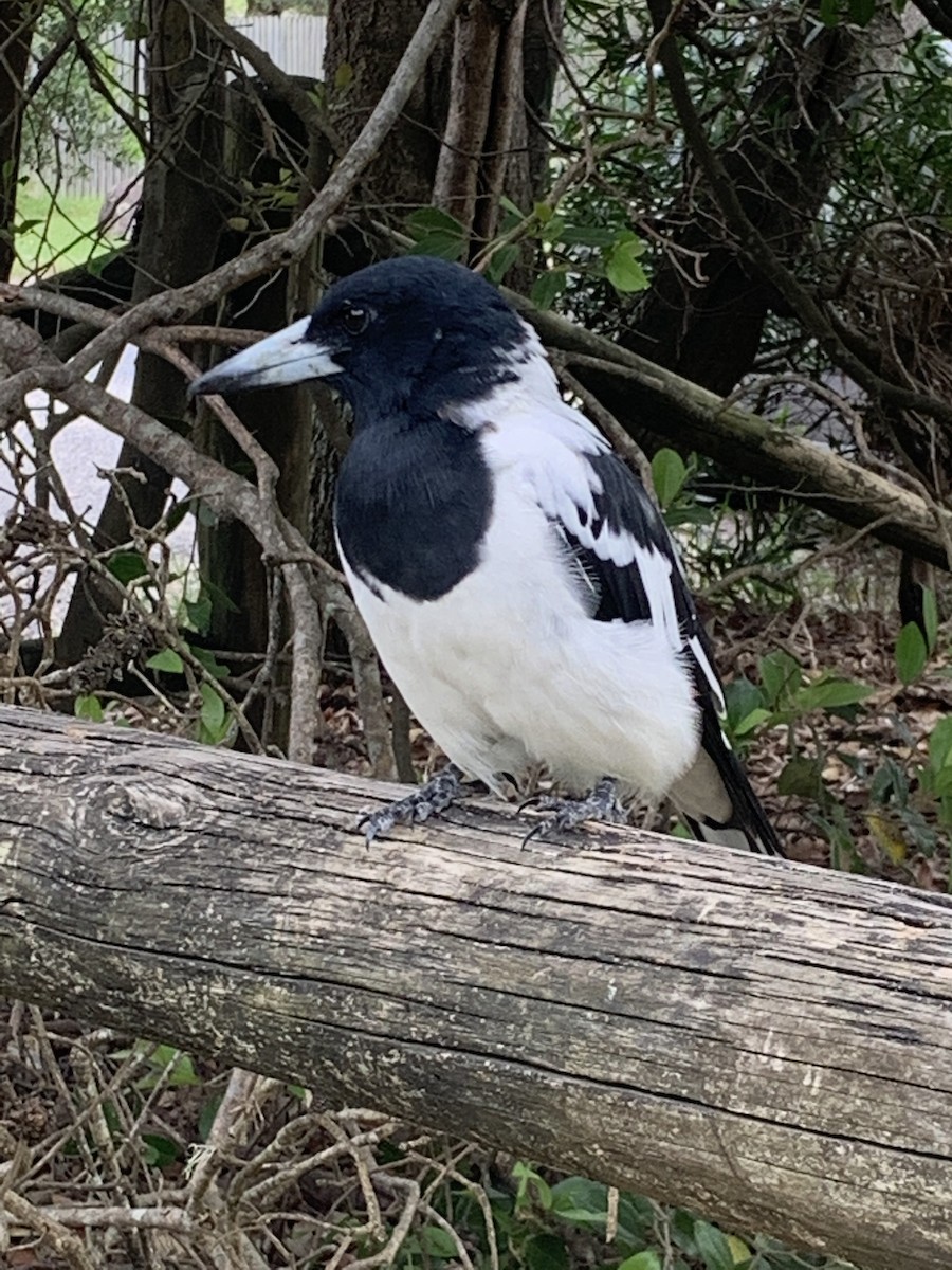 Pied Butcherbird - ML547910291