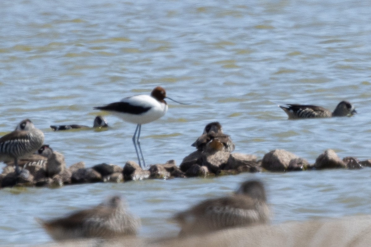 Red-necked Avocet - ML547910851