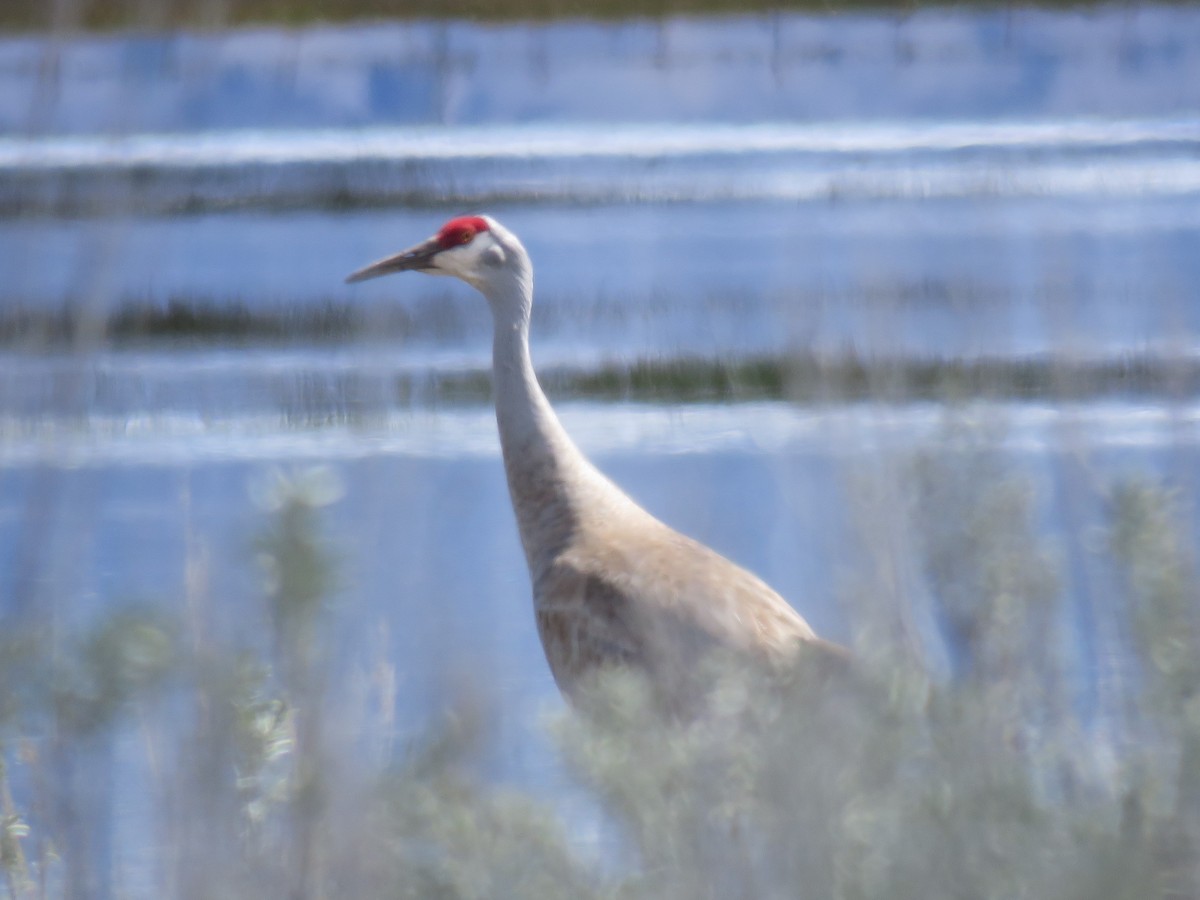 Sandhill Crane (tabida/rowani) - ML54791171