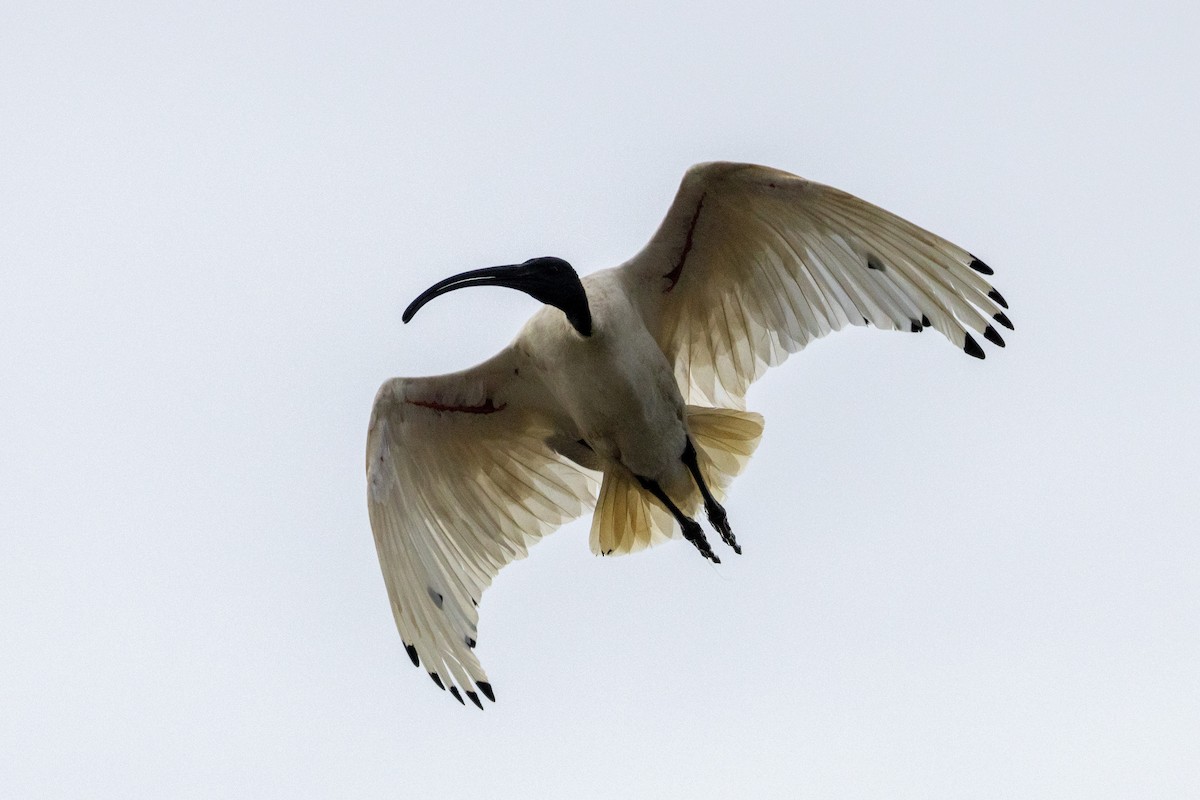 ibis australský - ML547912031